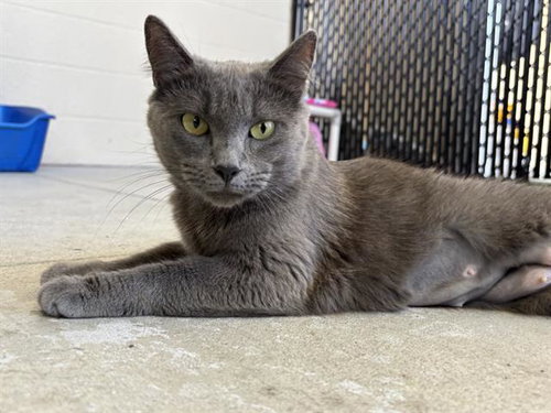 SABLE, an adoptable Domestic Short Hair in Palmetto, FL