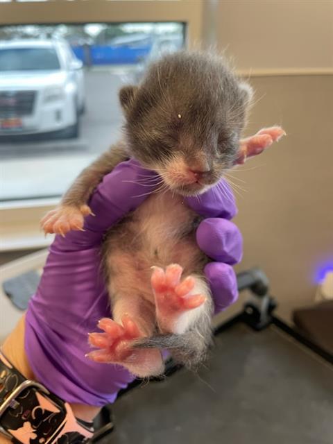 FLEA, an adoptable Domestic Short Hair in Palmetto, FL