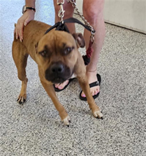 A135917, an adoptable Black Mouth Cur in Palmetto, FL