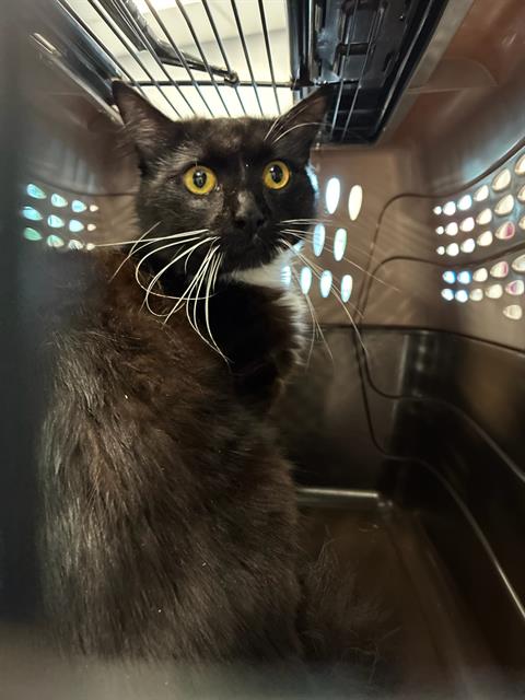 GOLDFISH, Adult Domestic Medium Hair (medium coat), cat for adoption in Largo, Florida