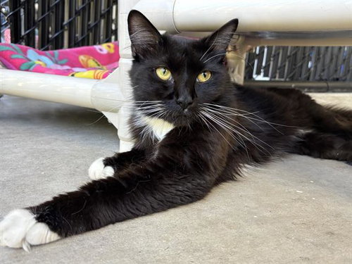 GOLDFISH, an adoptable Domestic Medium Hair in Palmetto, FL
