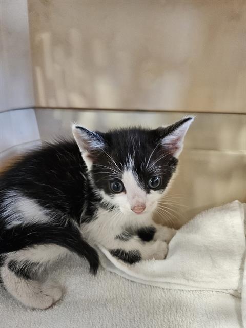 A135570, Baby Domestic Short Hair (medium coat), cat for adoption in Largo, Florida