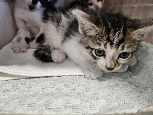 A135573, Baby Domestic Short Hair (medium coat), cat for adoption in Largo, Florida