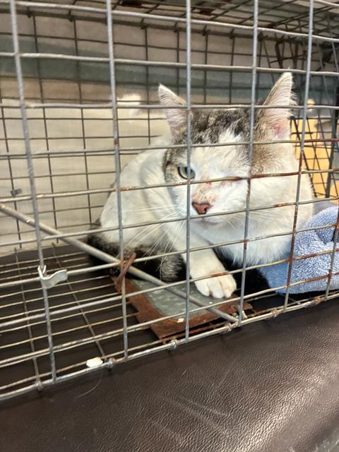 JACK, an adoptable Domestic Short Hair in Palmetto, FL