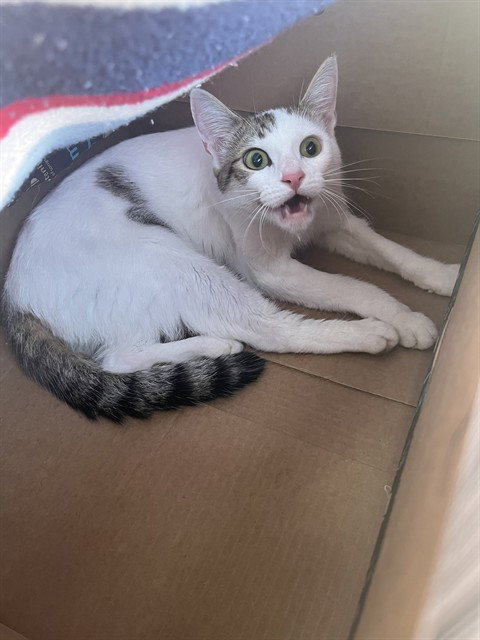 A136057, Adult Domestic Short Hair (medium coat), cat for adoption in Largo, Florida