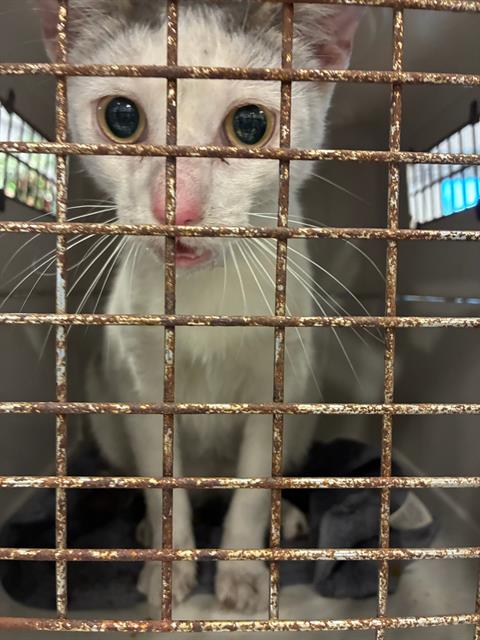 A136060, Adult Domestic Short Hair (medium coat), cat for adoption in Largo, Florida