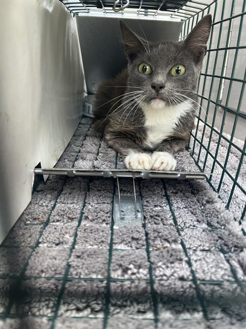 A135897, Young Domestic Short Hair (medium coat), cat for adoption in Largo, Florida