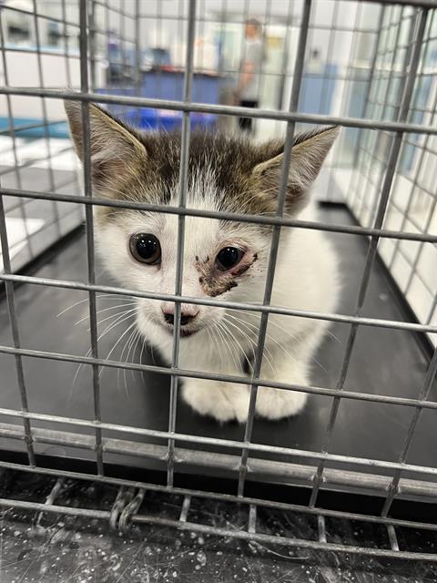 A136058, Baby Domestic Short Hair (medium coat), cat for adoption in Largo, Florida