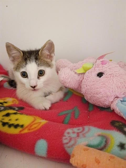 BRUNO, an adoptable Domestic Short Hair in Palmetto, FL