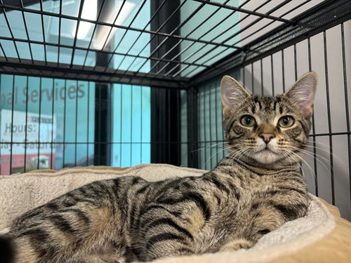 QUINCY, an adoptable Domestic Short Hair in Palmetto, FL