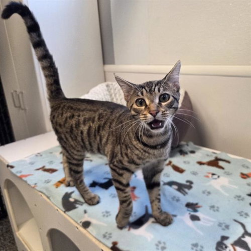 QUINCY, Baby Domestic Short Hair (medium coat), cat for adoption in Largo, Florida