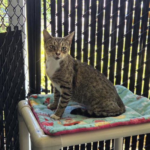 CLAWDETTE, an adoptable Domestic Short Hair in Palmetto, FL