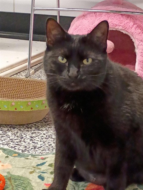 CLARA, an adoptable Domestic Short Hair in Palmetto, FL