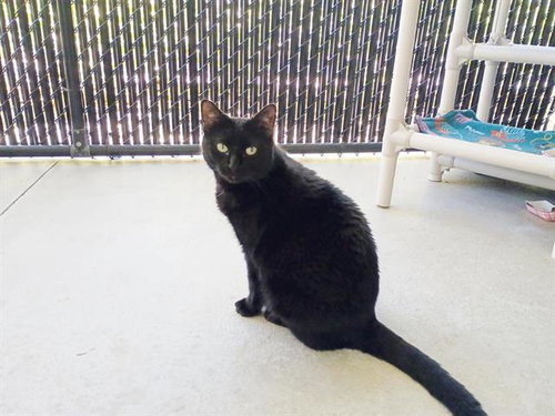 CLARA, Adult Domestic Short Hair (medium coat), cat for adoption in Largo, Florida