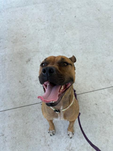 BRANDY, an adoptable Black Mouth Cur in Palmetto, FL