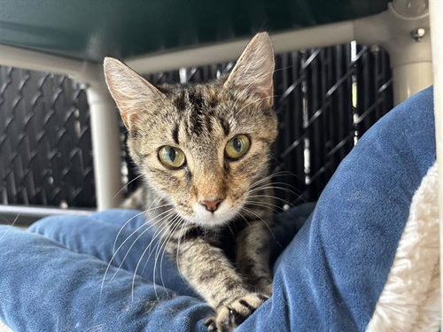 HAZEL, Adult Domestic Short Hair (medium coat), cat for adoption in Largo, Florida