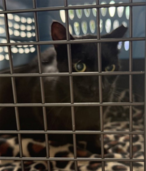 LIL DIPPER, an adoptable Domestic Short Hair in Palmetto, FL