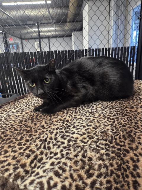 LIL DIPPER, Senior Domestic Short Hair (medium coat), cat for adoption in North Port, Florida