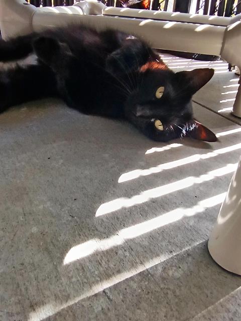 ZARA, Adult Domestic Short Hair (medium coat), cat for adoption in Largo, Florida