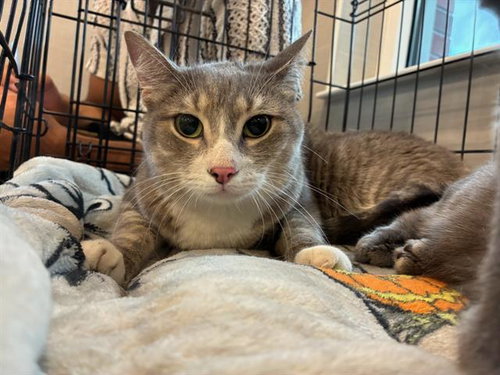 STELLA, an adoptable Domestic Short Hair in Palmetto, FL
