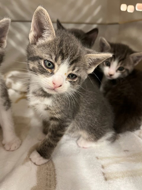 CHEDDAR, an adoptable Domestic Short Hair in Palmetto, FL