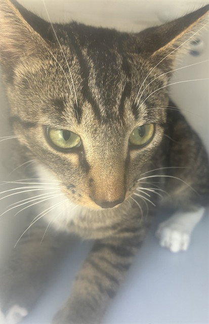 AIDEN, an adoptable Domestic Short Hair in Palmetto, FL