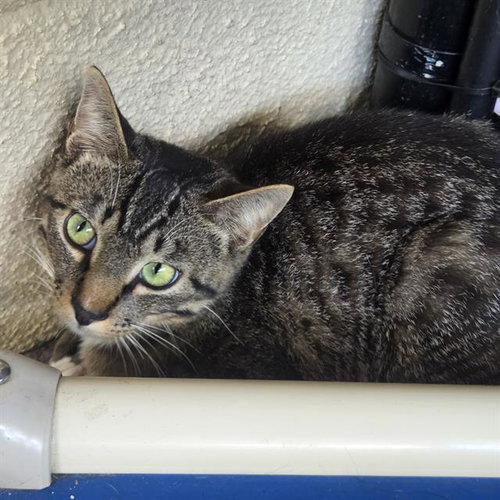 AIDEN, Young Domestic Short Hair (medium coat), cat for adoption in Largo, Florida