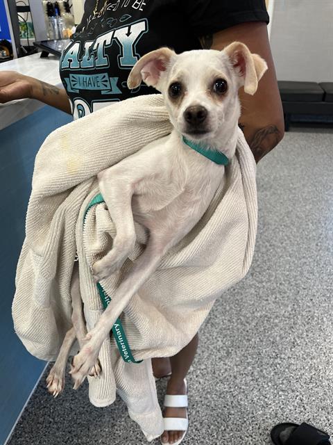 A136226, an adoptable Chihuahua in Palmetto, FL