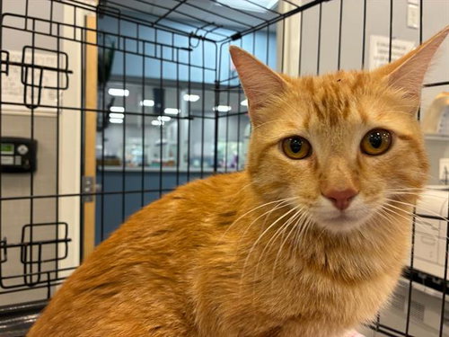 ZIGGY, an adoptable Domestic Short Hair in Palmetto, FL