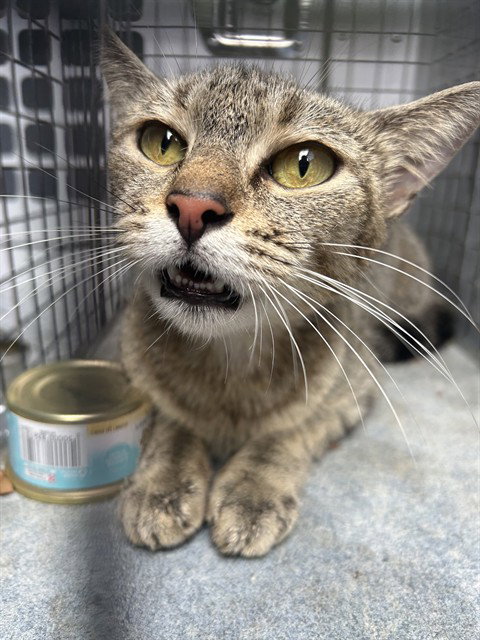 ASPEN, an adoptable Domestic Short Hair in Palmetto, FL