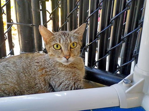 ASPEN, Adult Domestic Short Hair (medium coat), cat for adoption in Largo, Florida