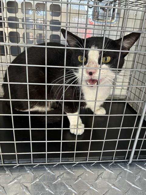 A136378, an adoptable Domestic Short Hair in Palmetto, FL