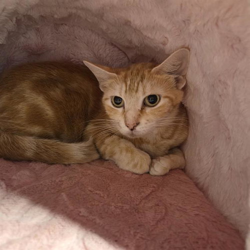 PHEONIX, Young Domestic Short Hair (medium coat), cat for adoption in Largo, Florida
