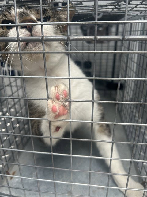 STAR, an adoptable Domestic Short Hair in Palmetto, FL