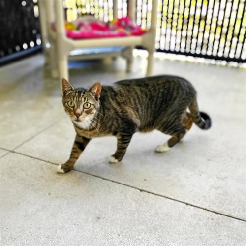 CASH, Adult Domestic Short Hair (medium coat), cat for adoption in Largo, Florida