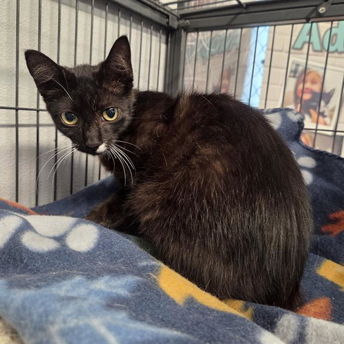 HAYDEN, Young Domestic Short Hair (medium coat), cat for adoption in Largo, Florida