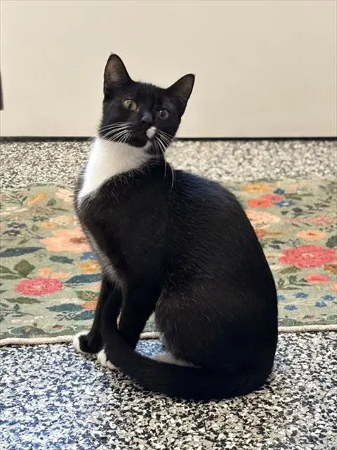 Hayden - Domestic Short Hair