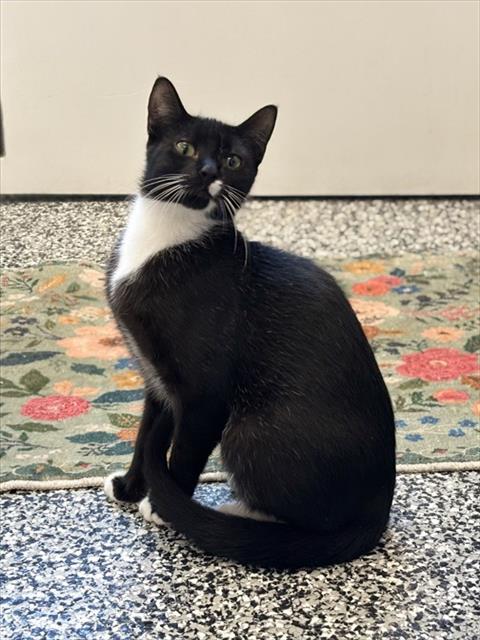 picture of the cat needing adoption