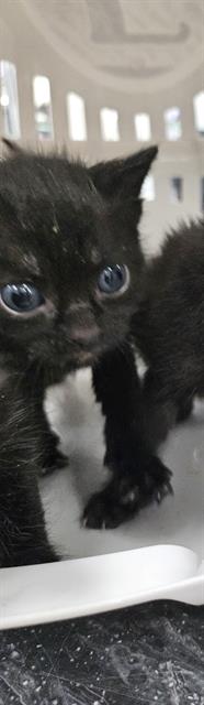 A135043, Baby Domestic Short Hair (medium coat), cat for adoption in Largo, Florida