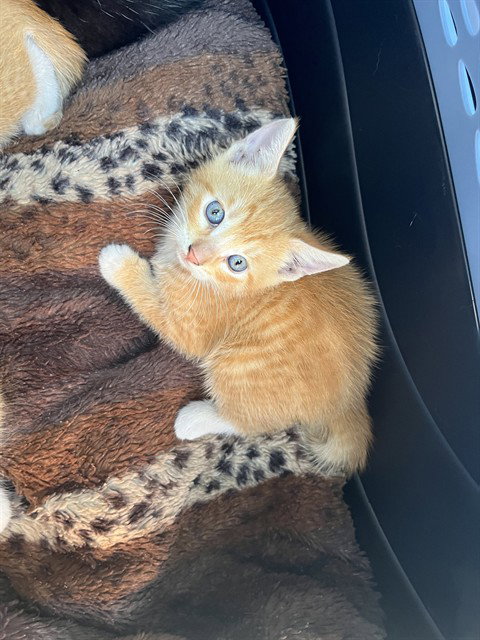 OLIVER, Baby Domestic Short Hair (medium coat), cat for adoption in Largo, Florida