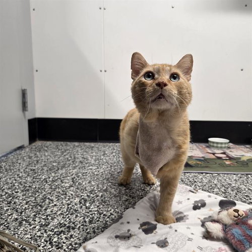 CHUCKY, Adult Domestic Short Hair (medium coat), cat for adoption in Largo, Florida