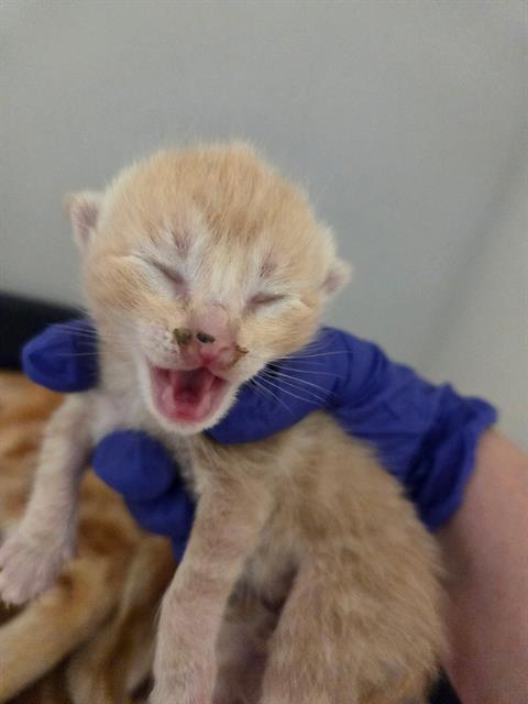 TULIP, Baby Domestic Short Hair (medium coat), cat for adoption in Largo, Florida