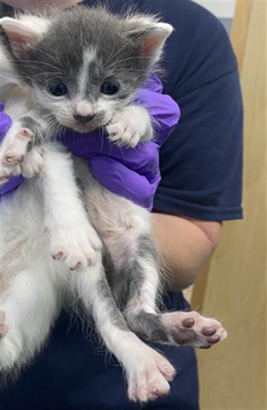 JEX, Baby Domestic Medium Hair (medium coat), cat for adoption in Largo, Florida
