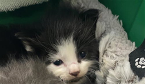 CASH, Baby Domestic Medium Hair (medium coat), cat for adoption in Largo, Florida