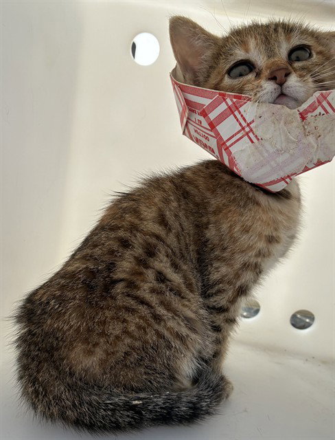 A136494, Baby Domestic Short Hair (medium coat), cat for adoption in Largo, Florida
