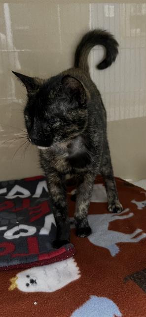 A136562, Senior Domestic Short Hair (medium coat), cat for adoption in Largo, Florida