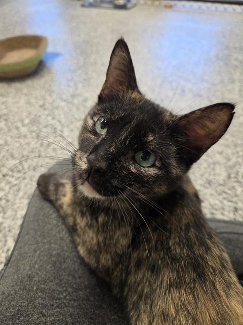 TORTELLENI, Young Domestic Short Hair (medium coat), cat for adoption in Lakeland, Florida