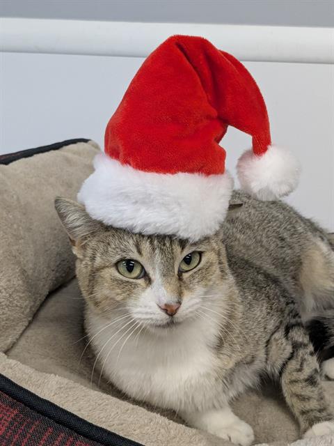 IZZY, Adult Domestic Short Hair (medium coat), cat for adoption in Largo, Florida