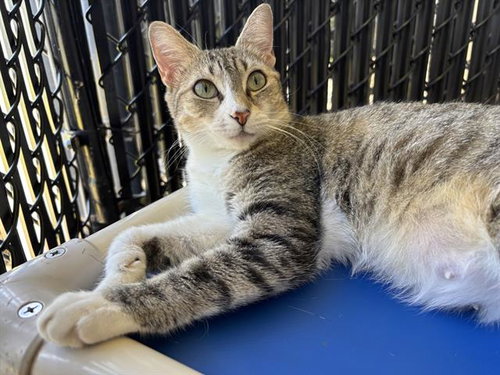 IZZY, Adult Domestic Short Hair (medium coat), cat for adoption in Clearwater, Florida
