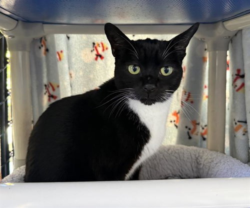 MICKEY, Senior Domestic Short Hair (medium coat), cat for adoption in Largo, Florida